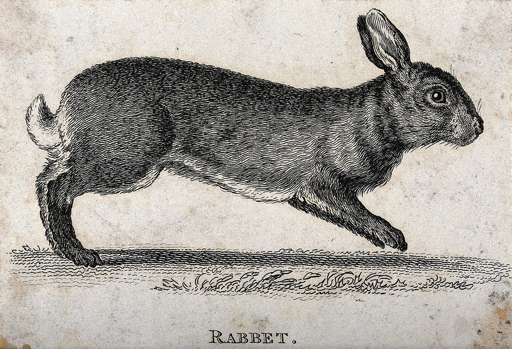 StS Episode 198: Rabbit Roundup: Folklore, Horror, and Fertility-A