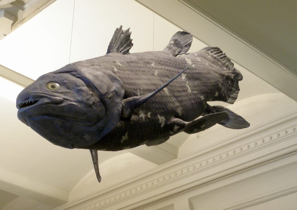 Episode 48 - It's Coelacanth, Not Coelacan't A