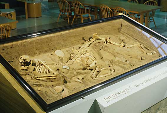 A museum display box contains what appears to be a fossililzed body of a centaur.